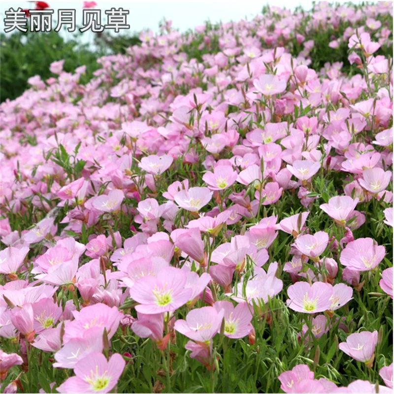 月见草夜来香驱蚊草籽见土就活四季易活花籽种子多年生