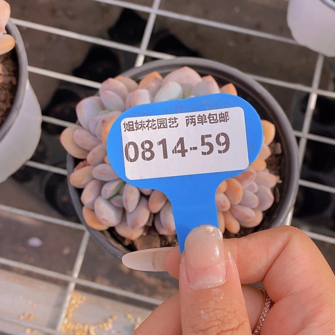 婕***瑰0814-59-专拍短耳朵粉兔群福利一颗