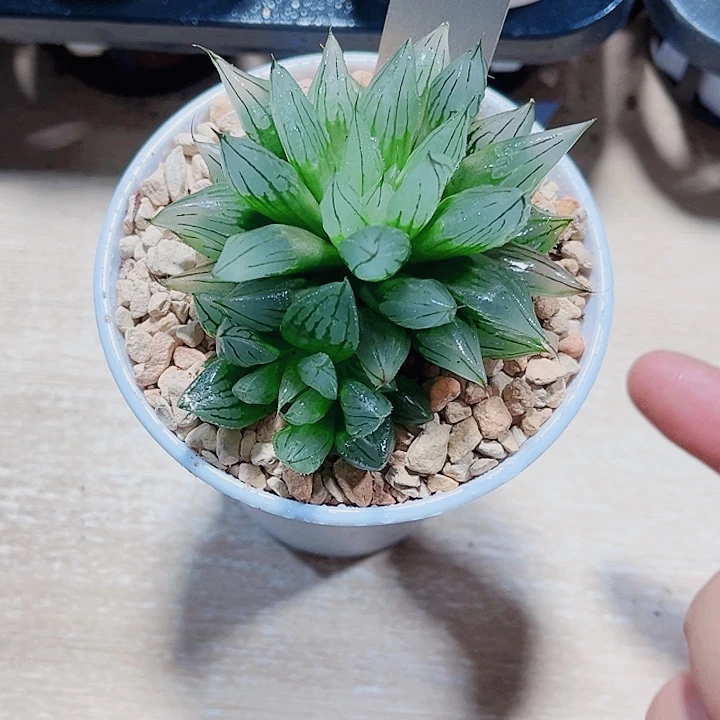 西亚姬新手好养得