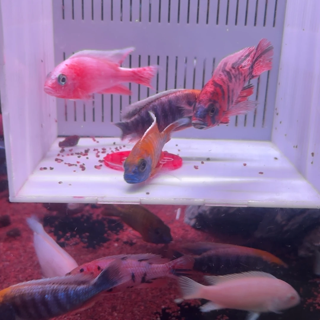 Z***Z慈鲷鱼46号15+15+30=60送金头