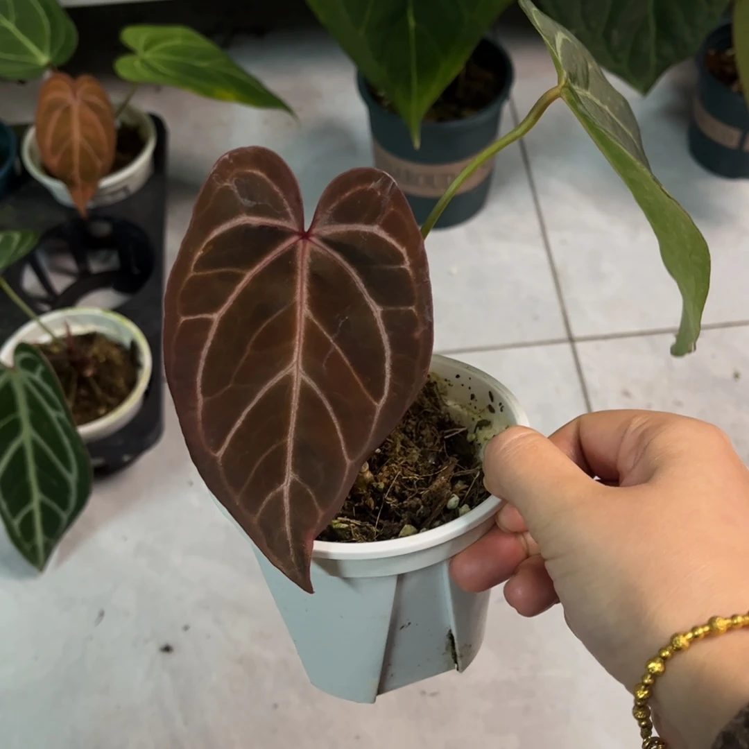 无花朵H05 红蜘蛛杂（活动无售后 介意勿拍）