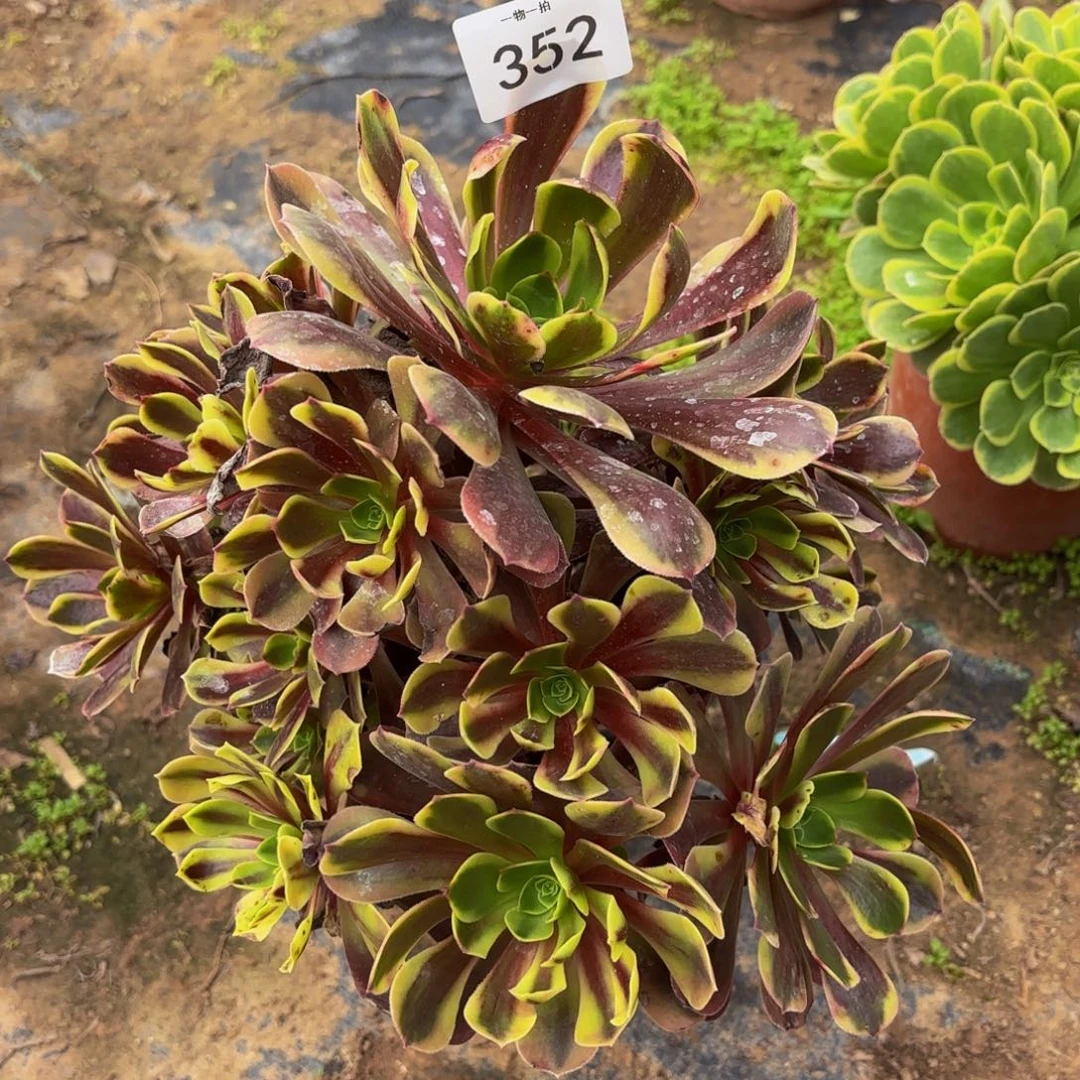 欧嘉莉一物一拍352五号捧