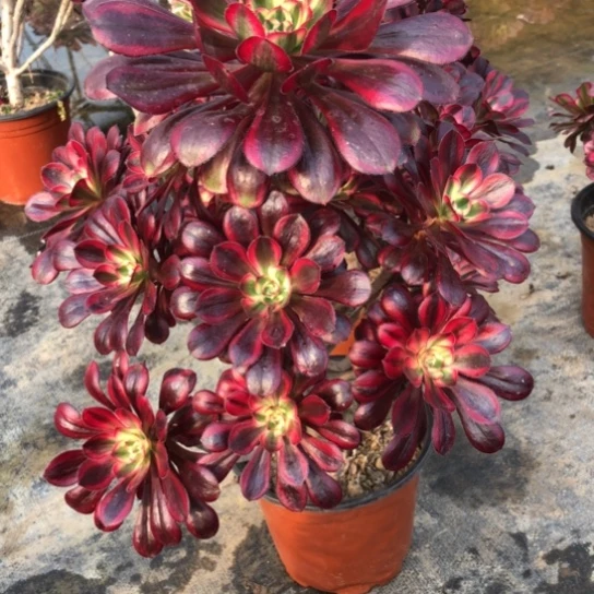 法师多肉植物光**月法师677