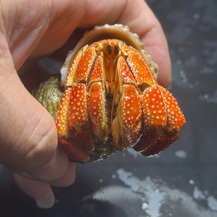 闪6号毛球3.1口径