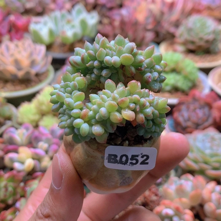 一物一拍含盆土满38包邮B052