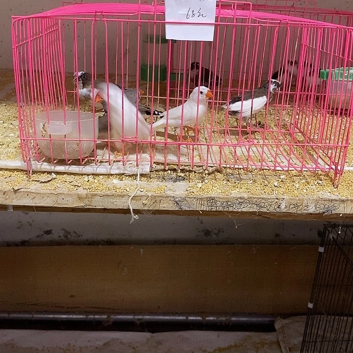 文鸟玉**?保姆鸟2只，包活到家