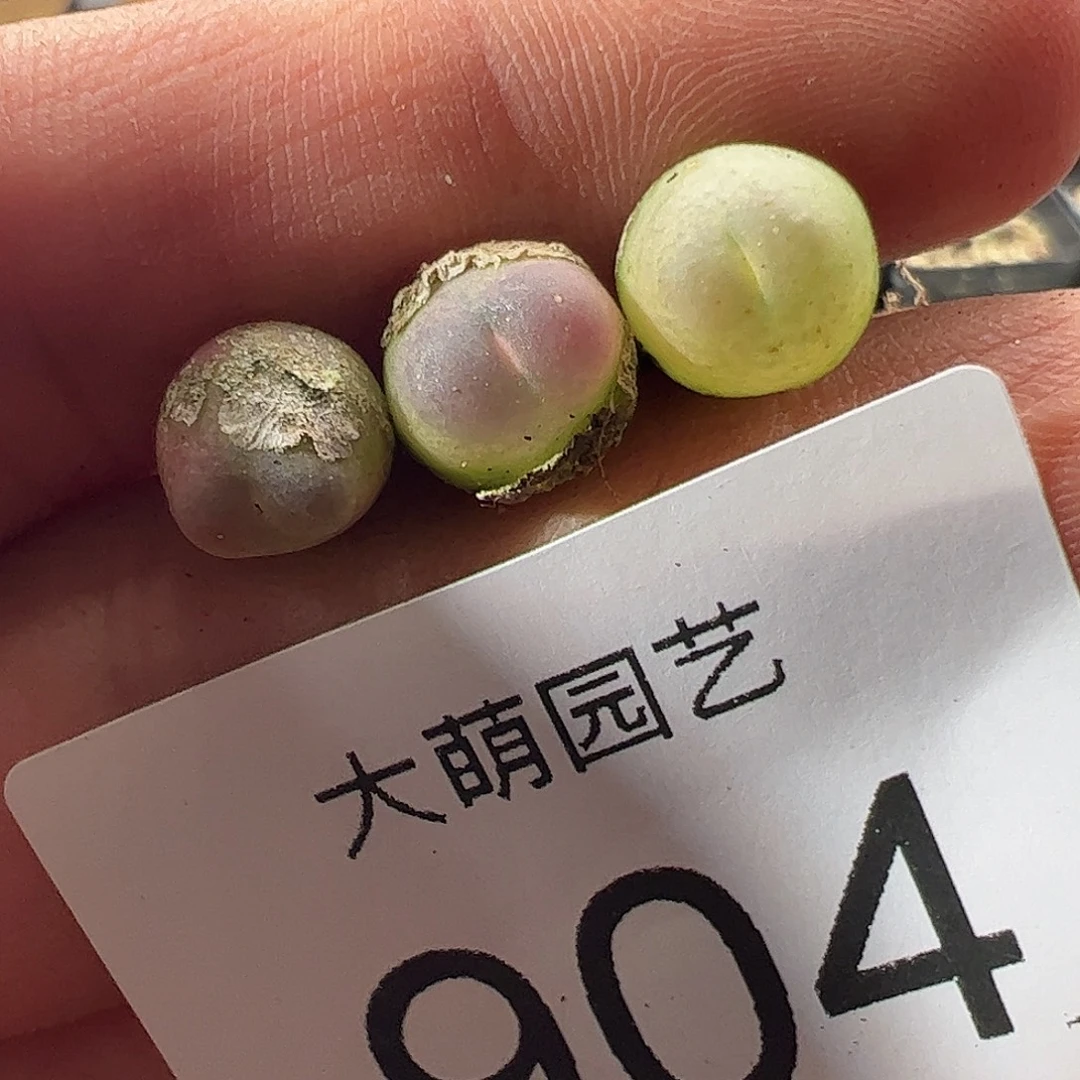 一物一拍默认微瑕。   904