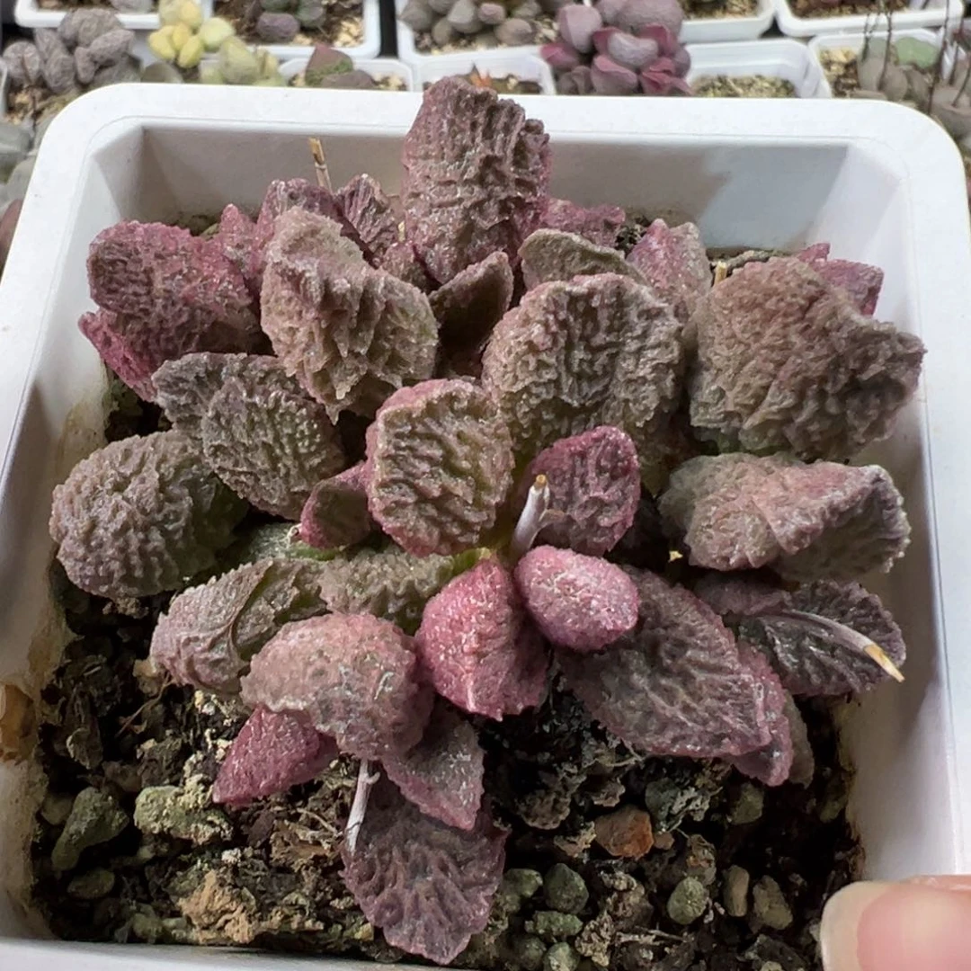 纯木质桩大鱼海棠多肉植物水泡