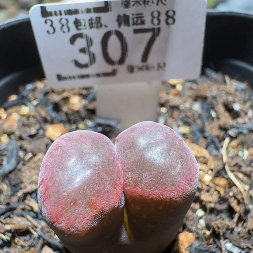zzzZ 精品生石花肉锥307