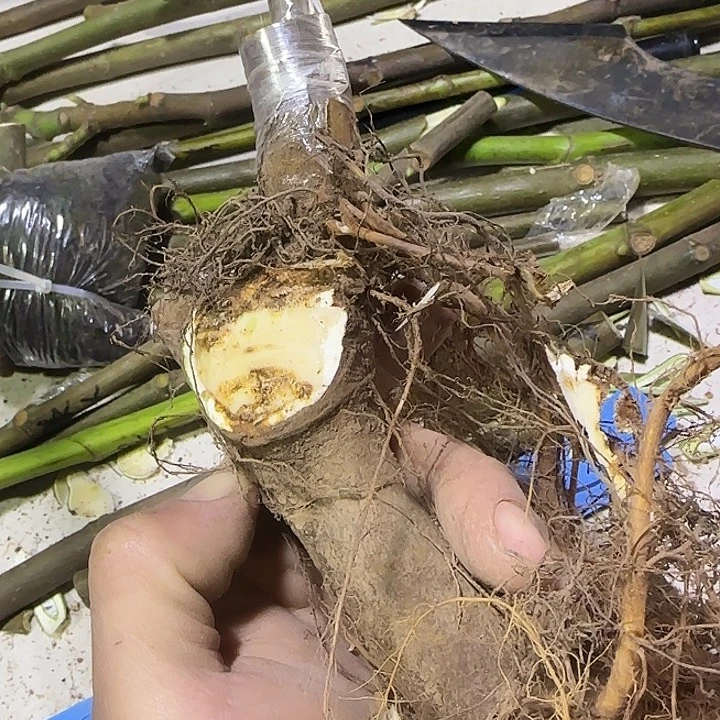 瑕疵砧木红美人白头苗1棵