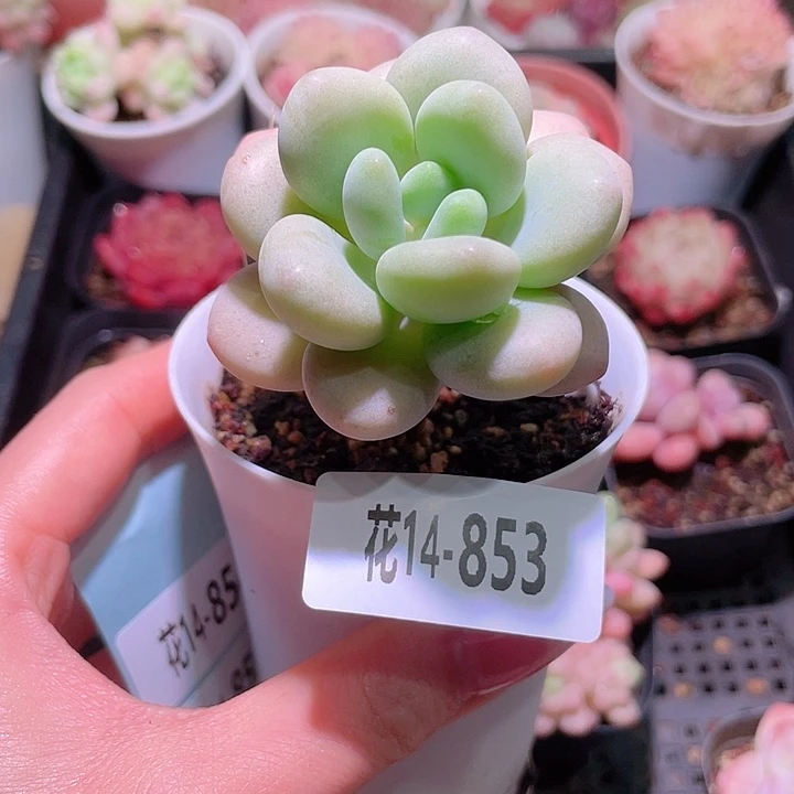 花利美14-853洛神