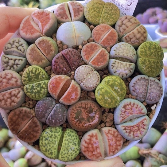 无花朵1166，9厘米盆如图