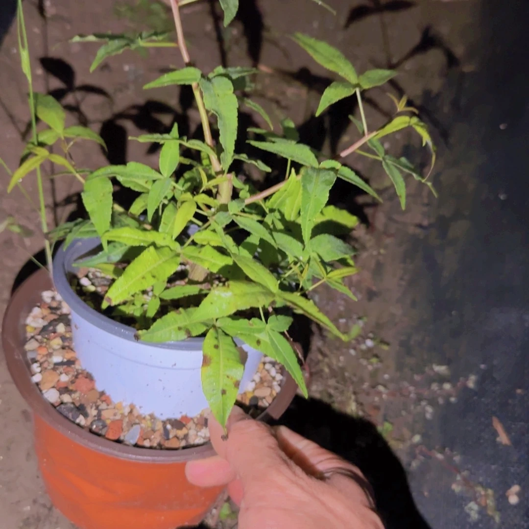 谢***盟块根植物块根植物