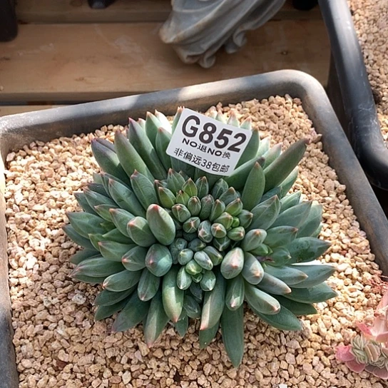 旻***子重楼852 全场亏本处理默认微瑕7-8天发货