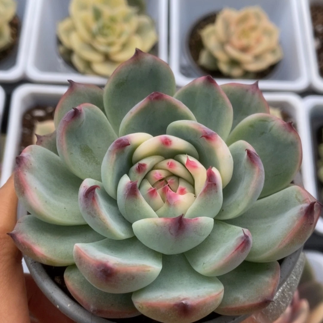 047锦锦锦锦锦锦锦锦