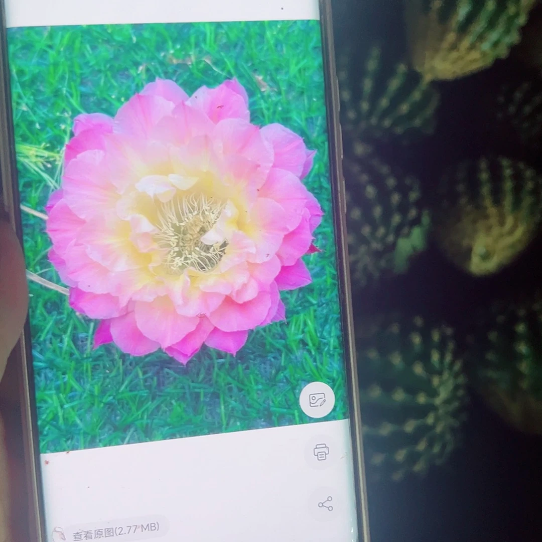 彩草马丙侧芽底部小斑0000