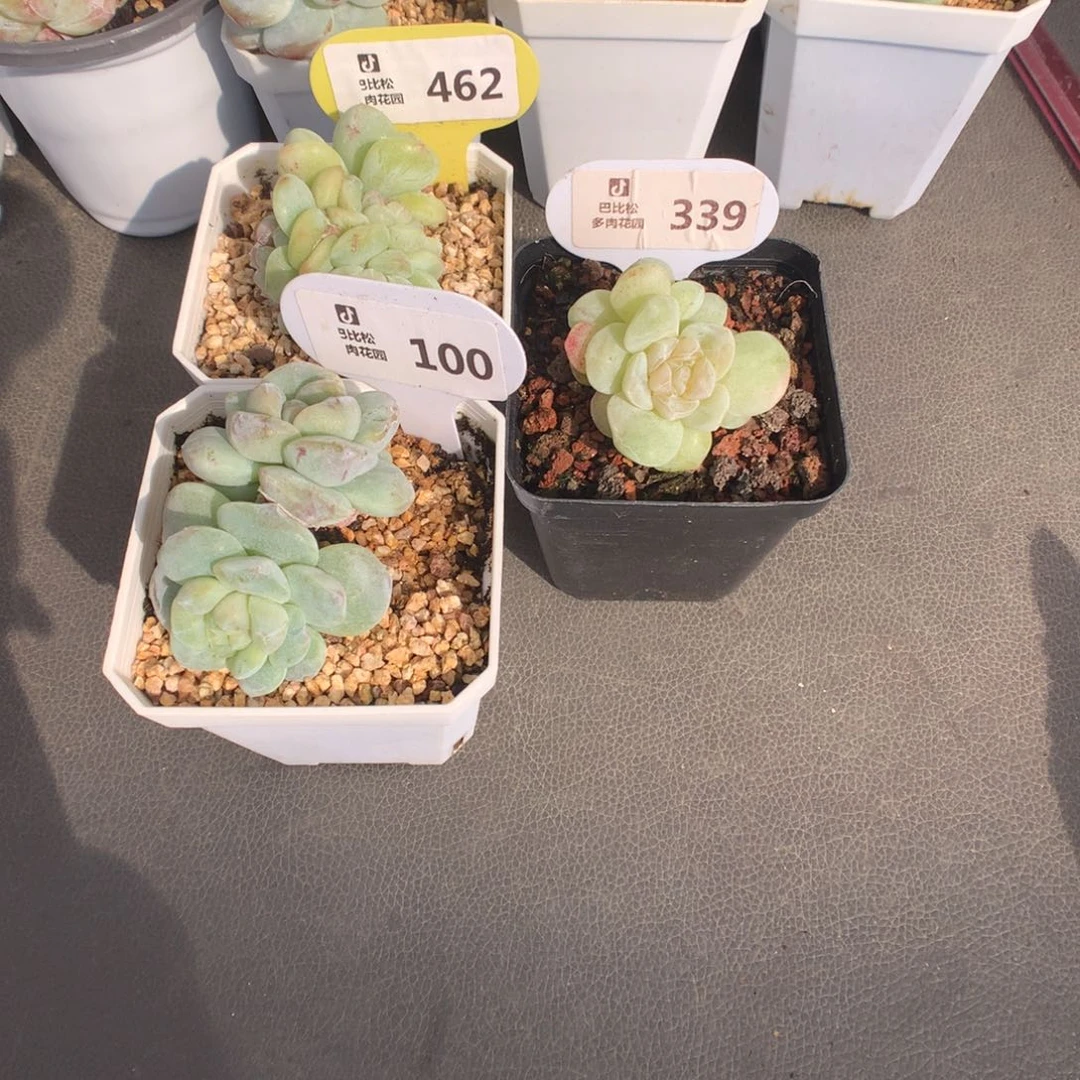 羊***咩100-462-339 冰玉石化