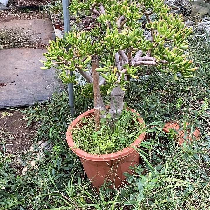 全露养老庄吸财树