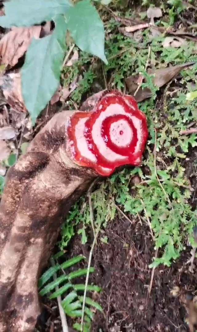 缅甸原始森林金血藤