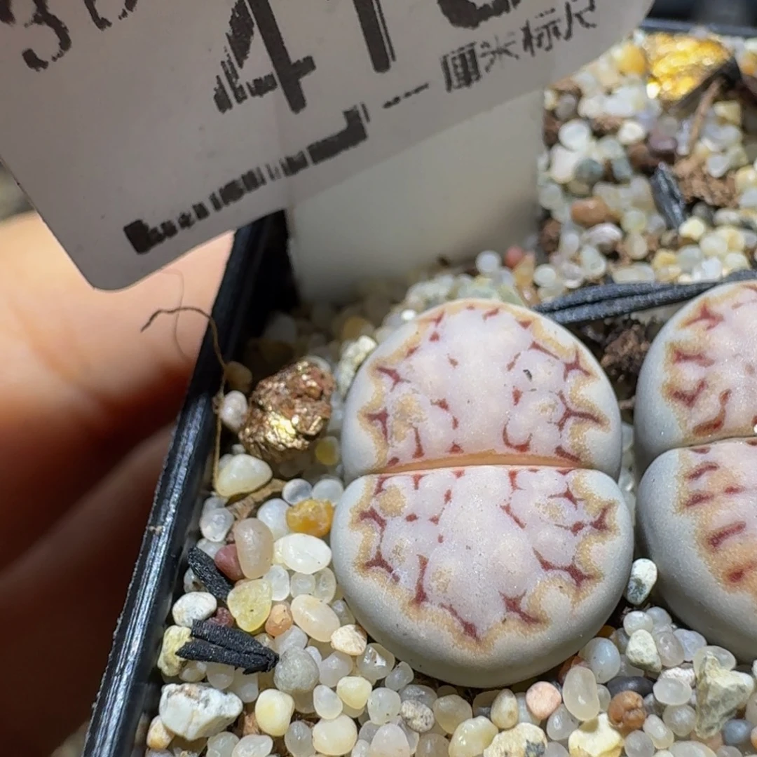 Ssss精品生石花416