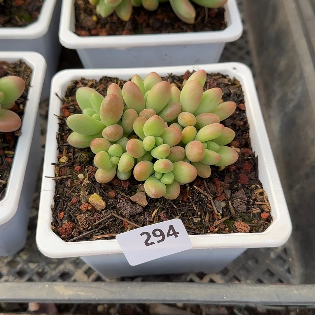 D****i294号 一物一拍 寄养