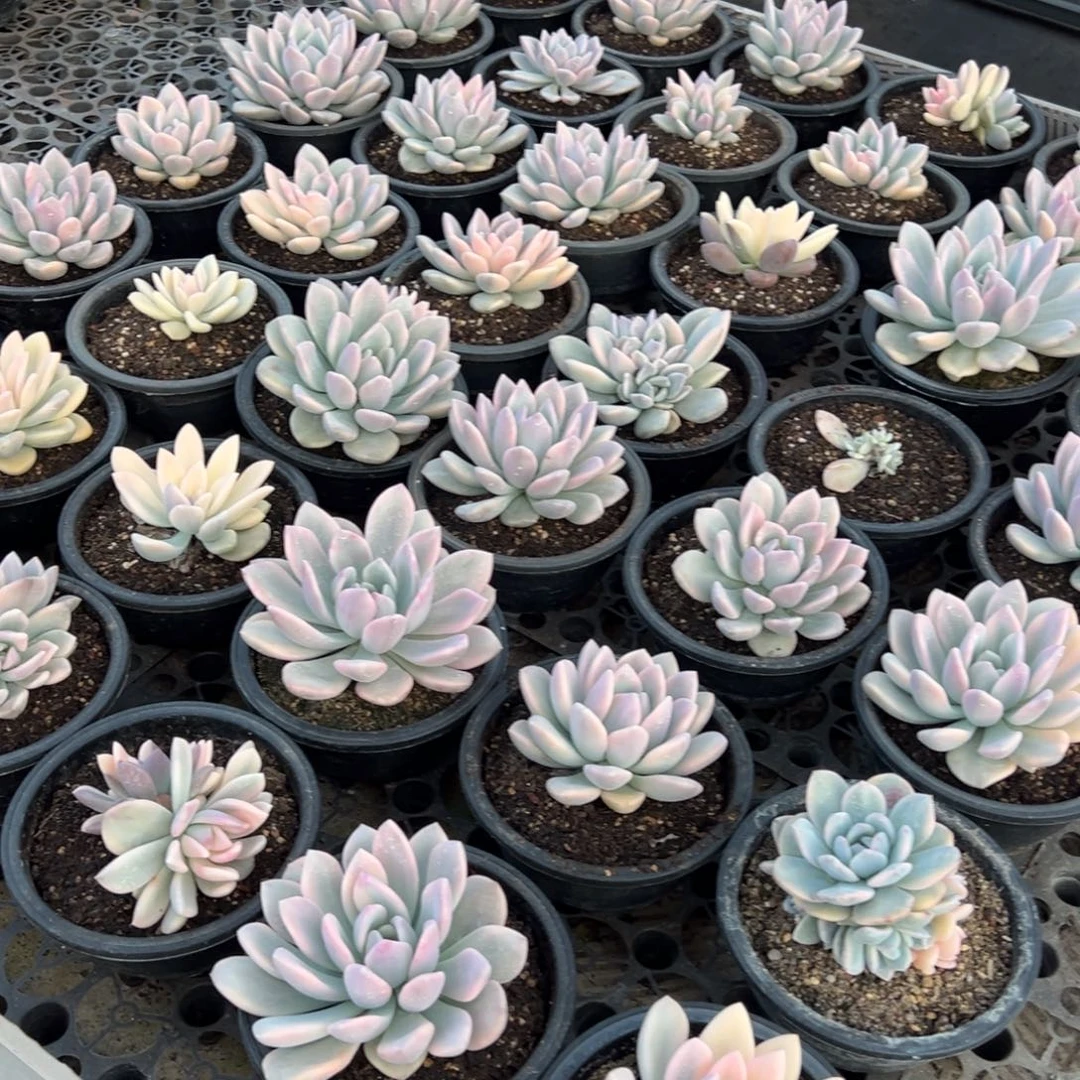 固***汤奥普42颗多肉植物300