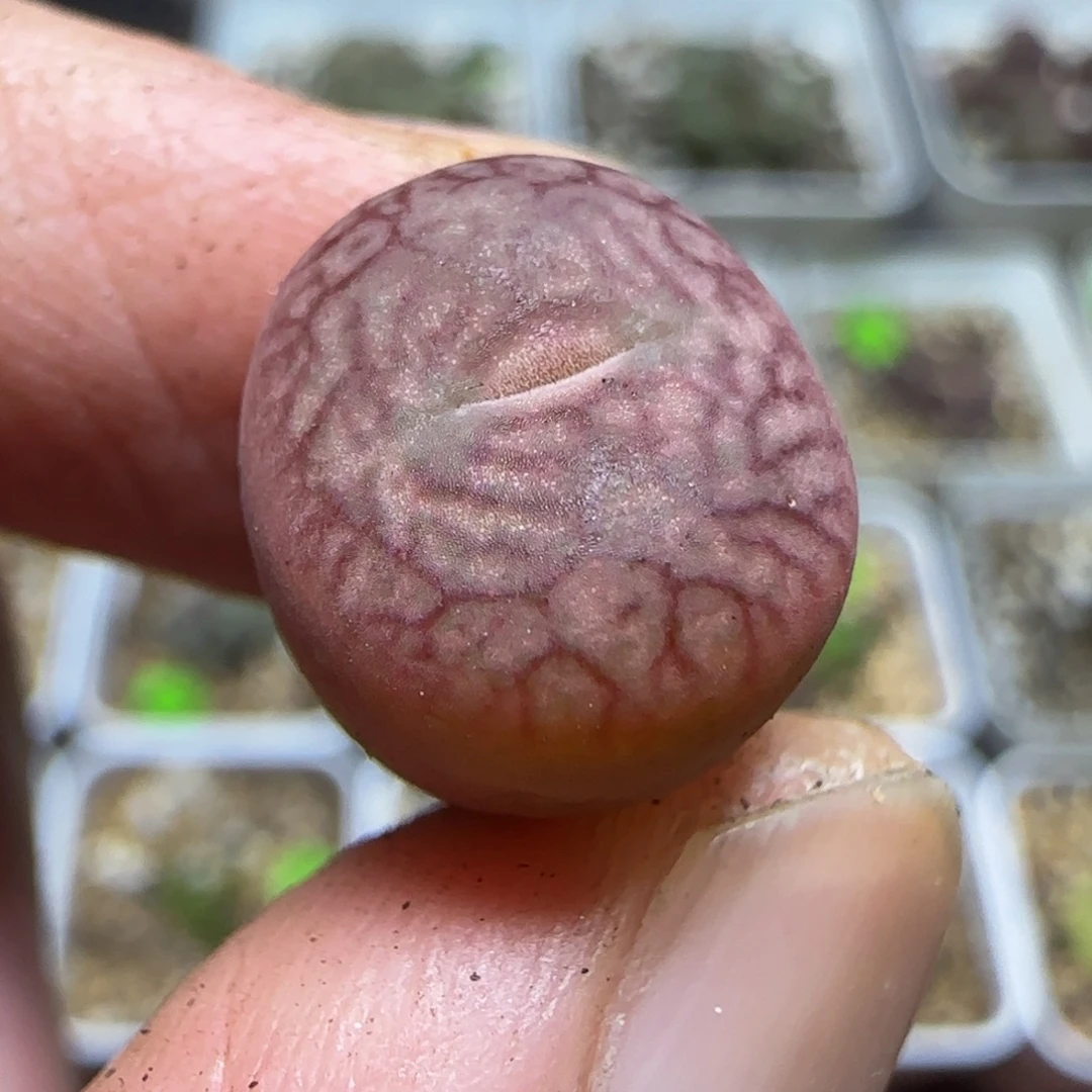 杂交漂亮多肉植物279
