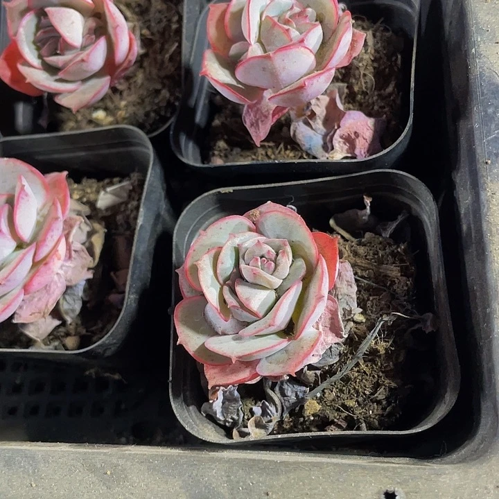 6.5方克罗地亚玫瑰