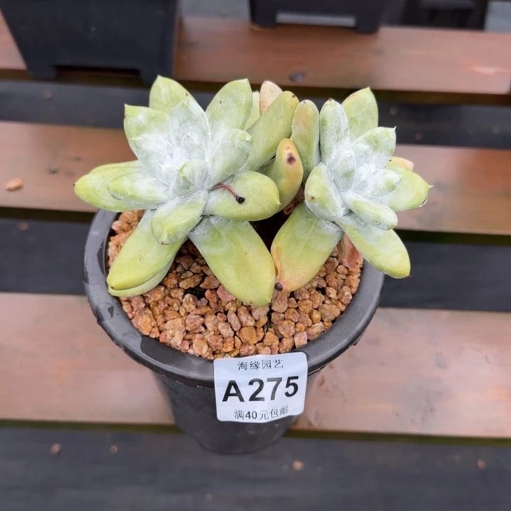 拇指仙女杯多肉植物