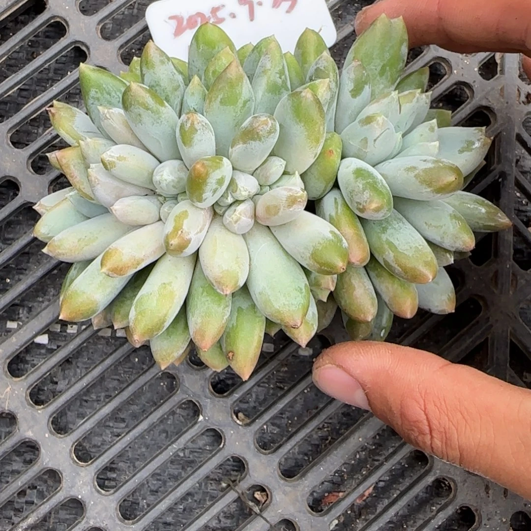 一物一拍超胖体哥特缀68
