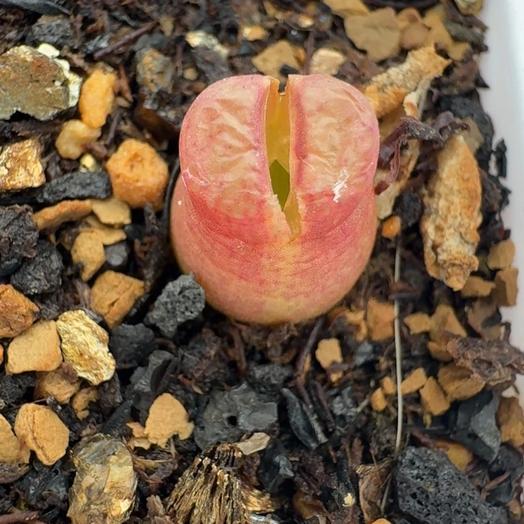 441雪茄脱土发货0000000