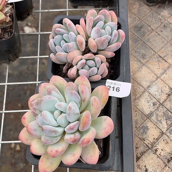 阿雅园艺。   4216