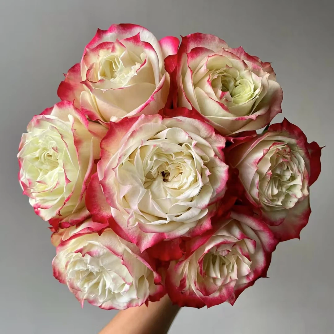 【秦小胖】苹果杰克单头玫瑰 （注意：特殊花材，收到带包装醒花)