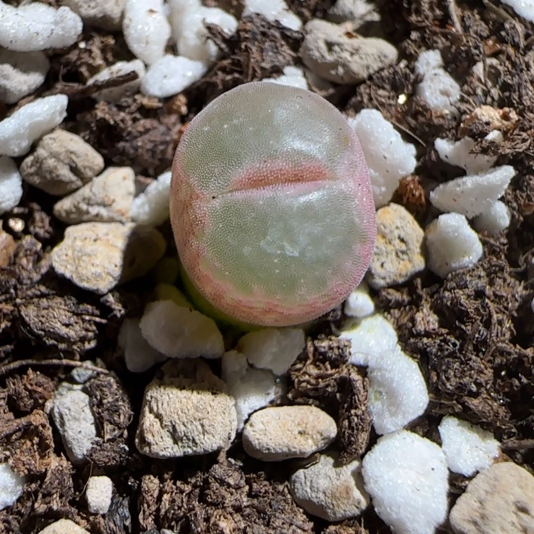 肉锥多肉植物组合-安格734