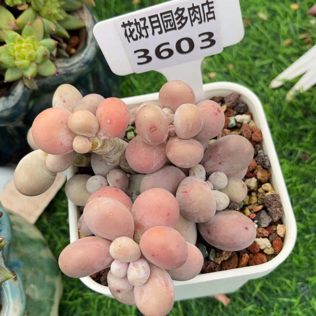 多肉植物3603 一定要拍个冷链哦