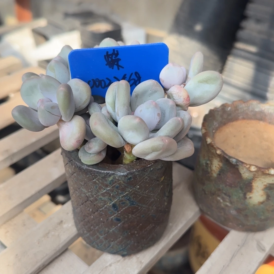 北遇一物一拍蝶儿