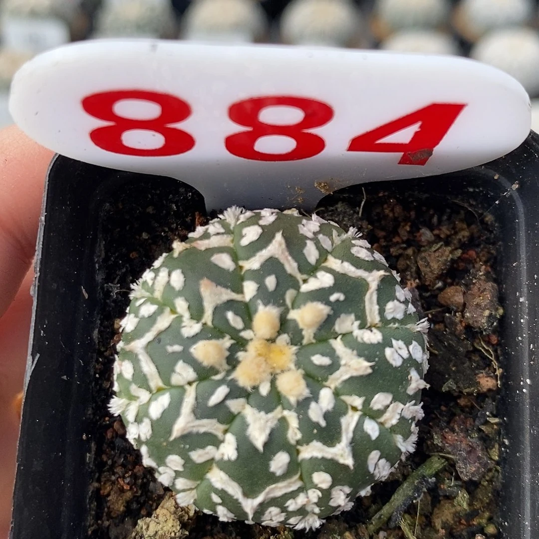 884v兜特价福利来