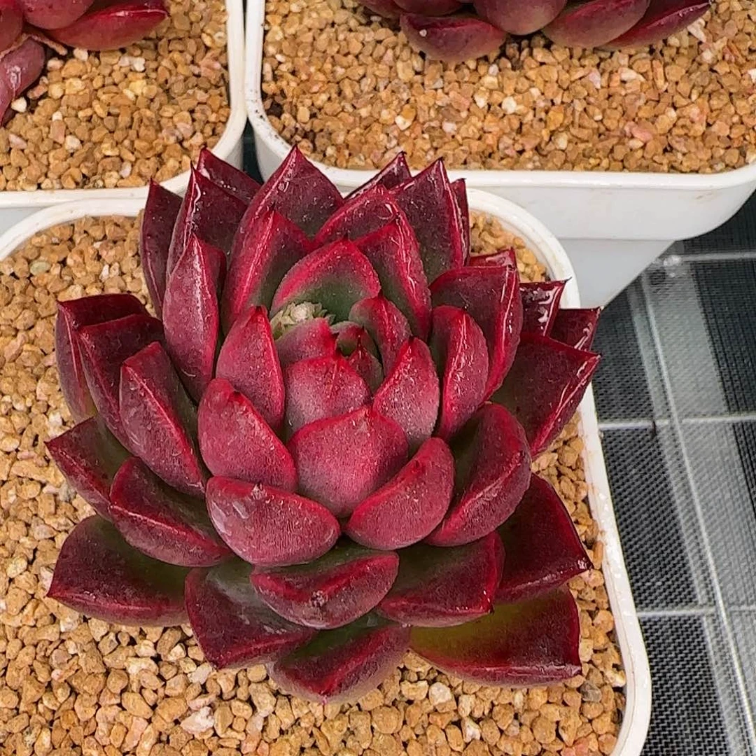 从前慢花园精选尖叶粉钻