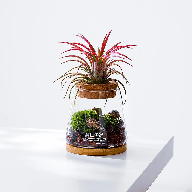 空气凤梨无土植物室内办公桌面懒人好养苔藓微景观生态缸寄居蟹窝