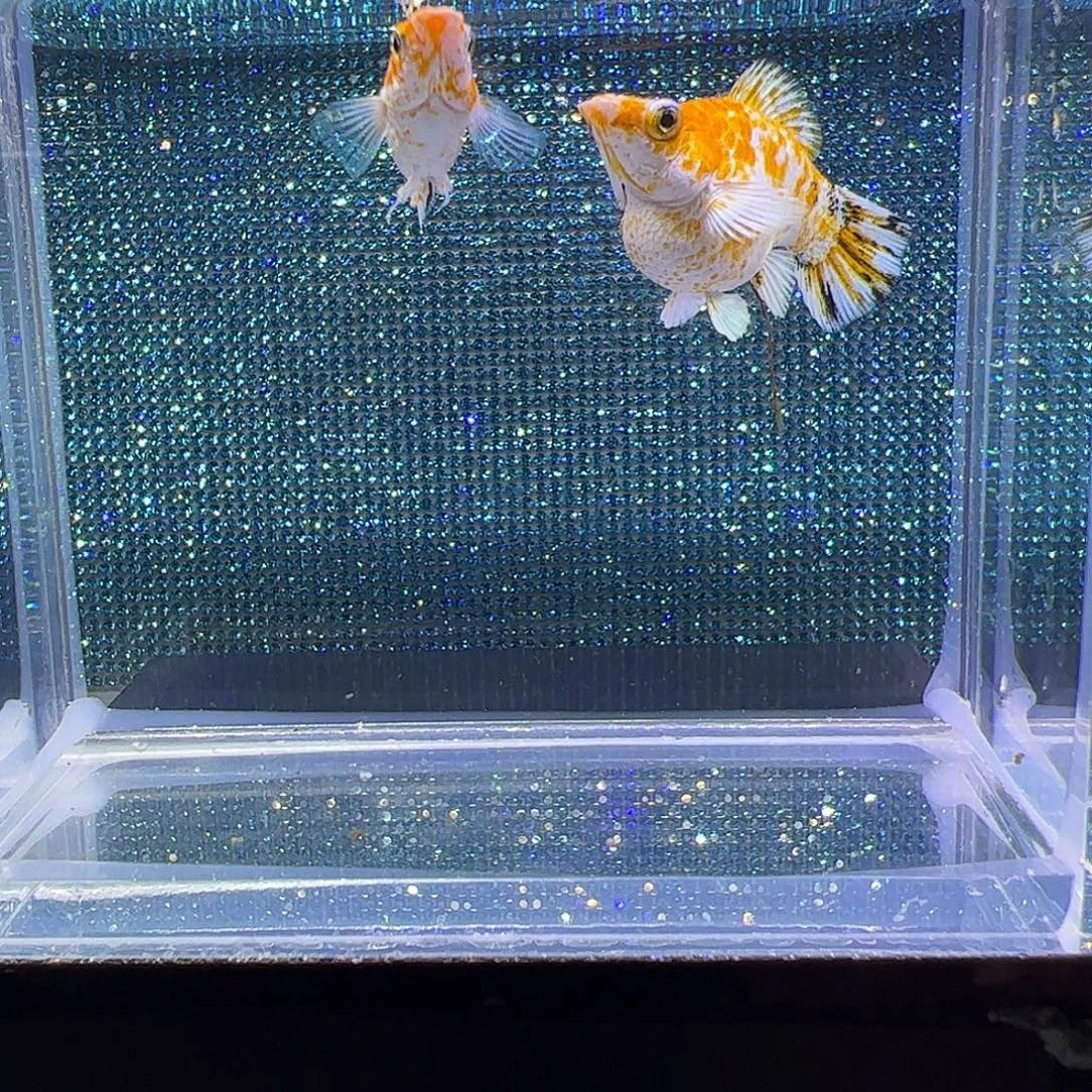 孔雀鱼三色樱花玛丽