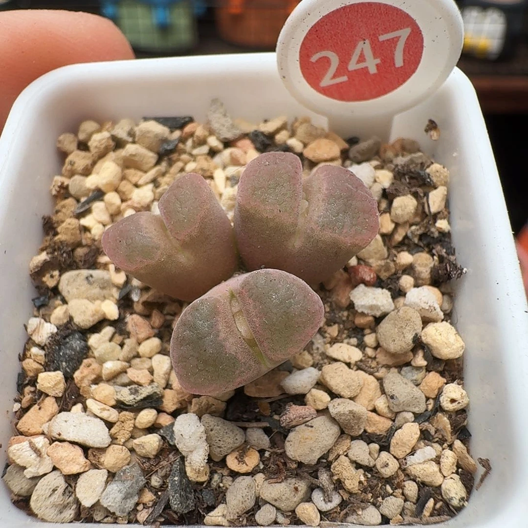 多肉植物福利风铃247