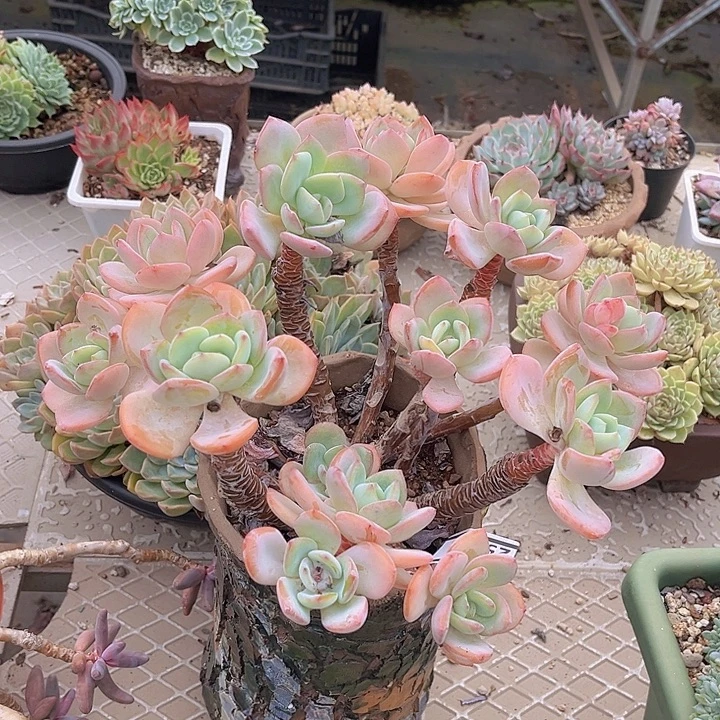 白月光25103多肉植物
