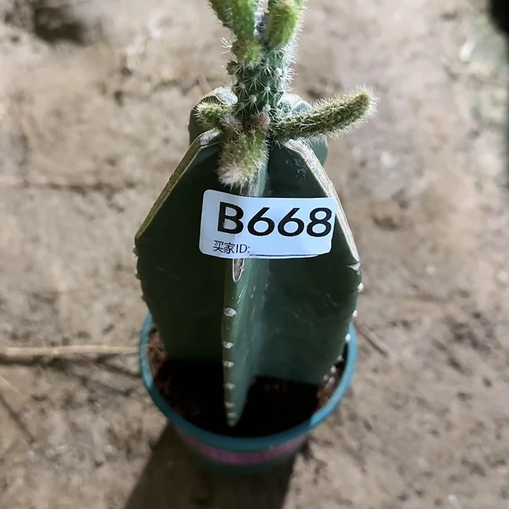 茉*嫁接鼠尾仙人球668