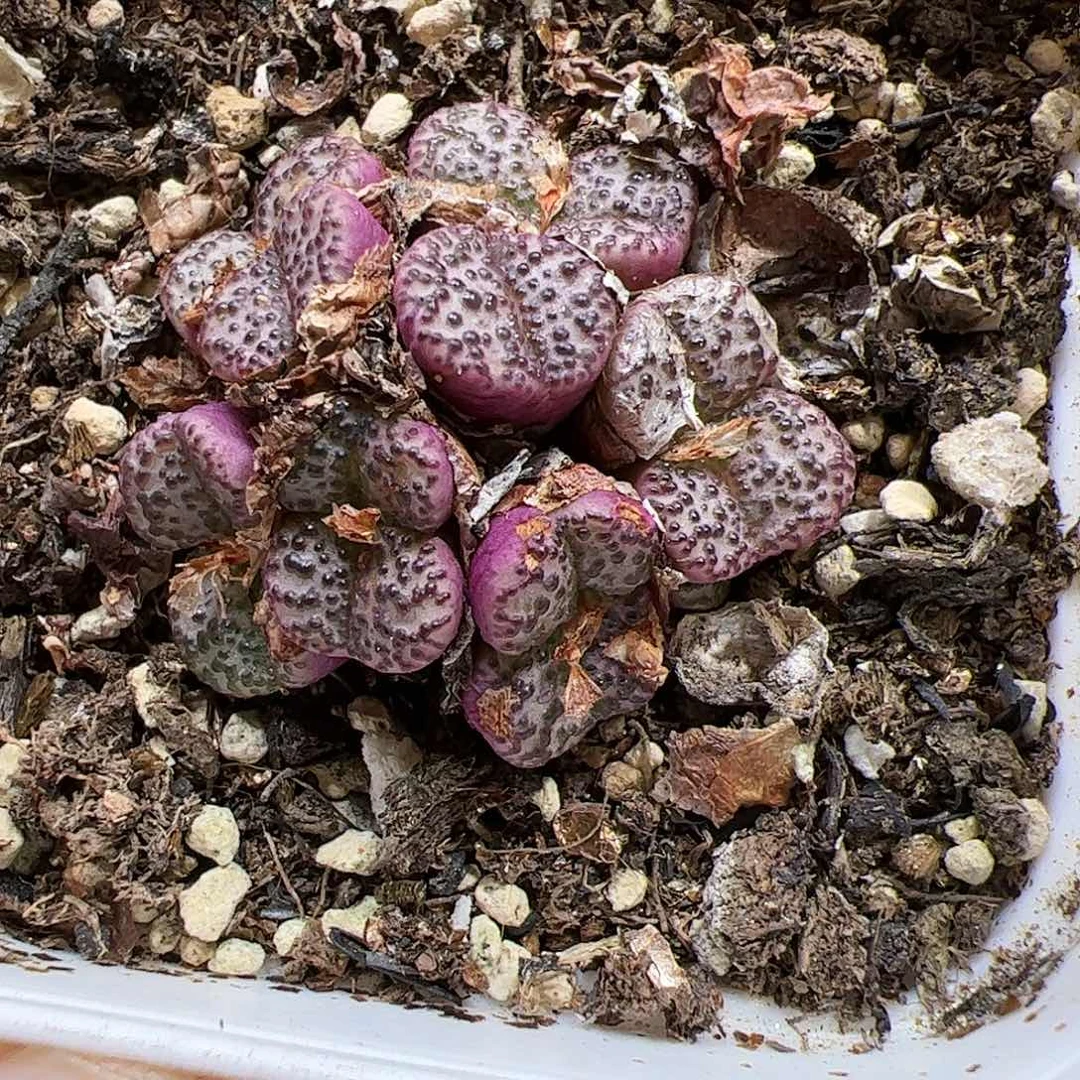 【闪购商品】381 秒