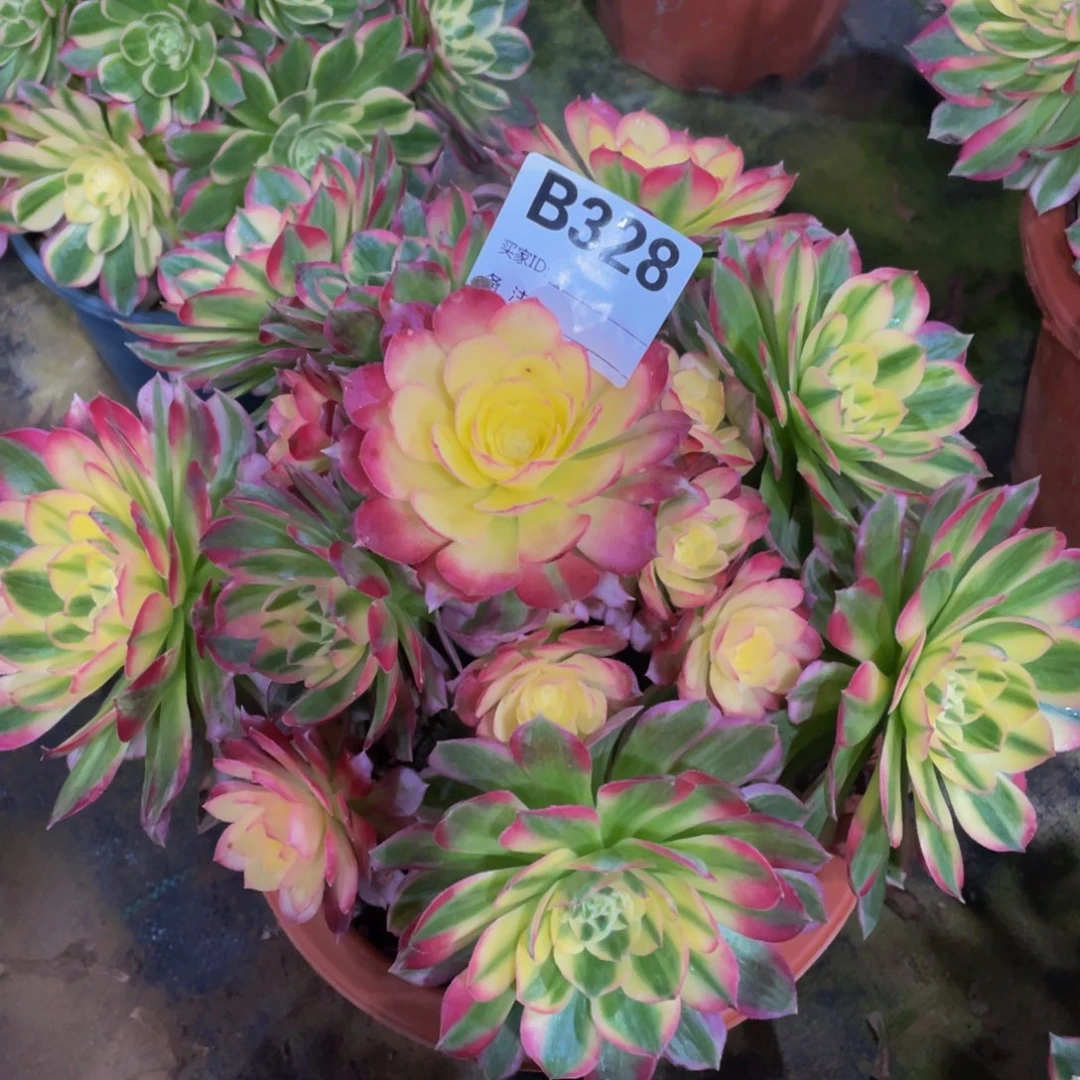 327海仙1111多肉1