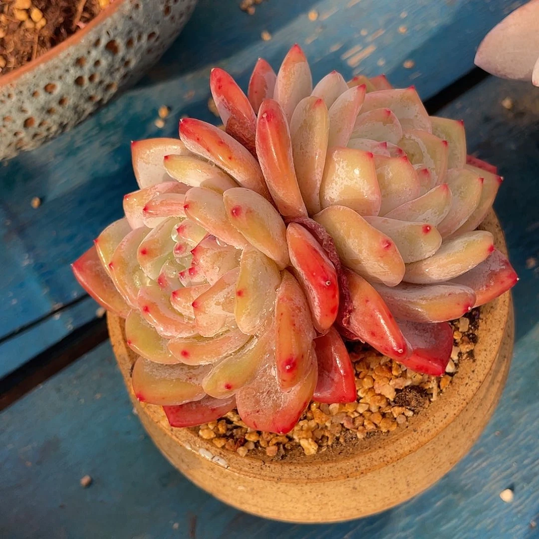 橙梦露双头多肉植物一物一拍