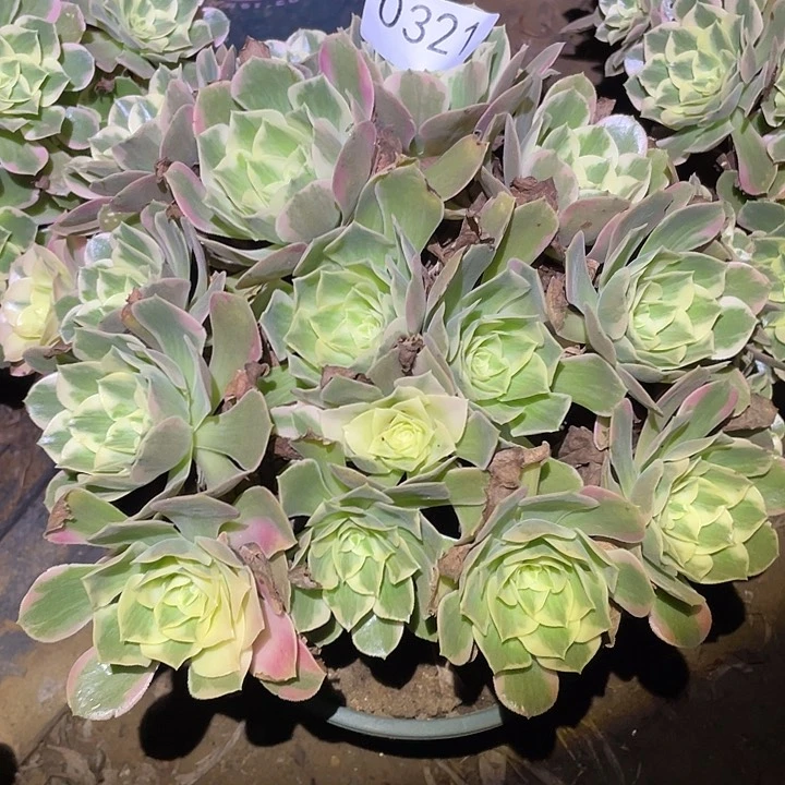 多肉植物法师321女妖