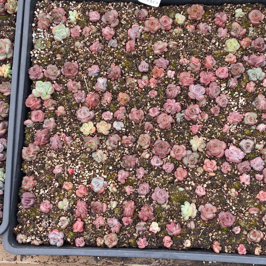 温***C多肉植物多肉植物280