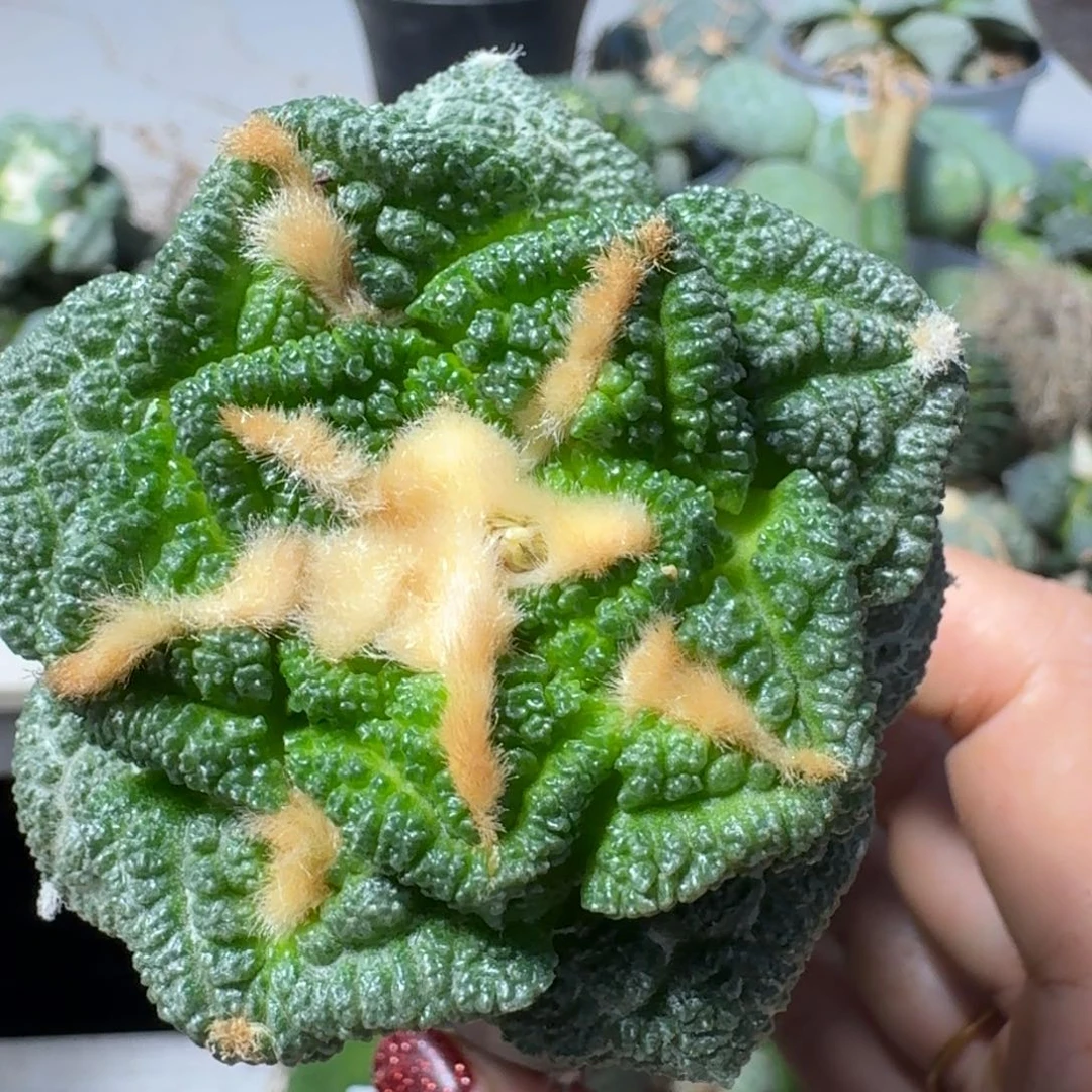 【闪购商品】无花朵L****e欧系辛顿247