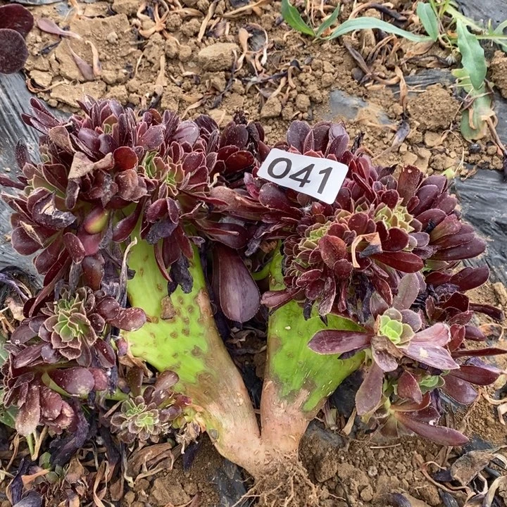 欧紫缀1棵041号4号棚